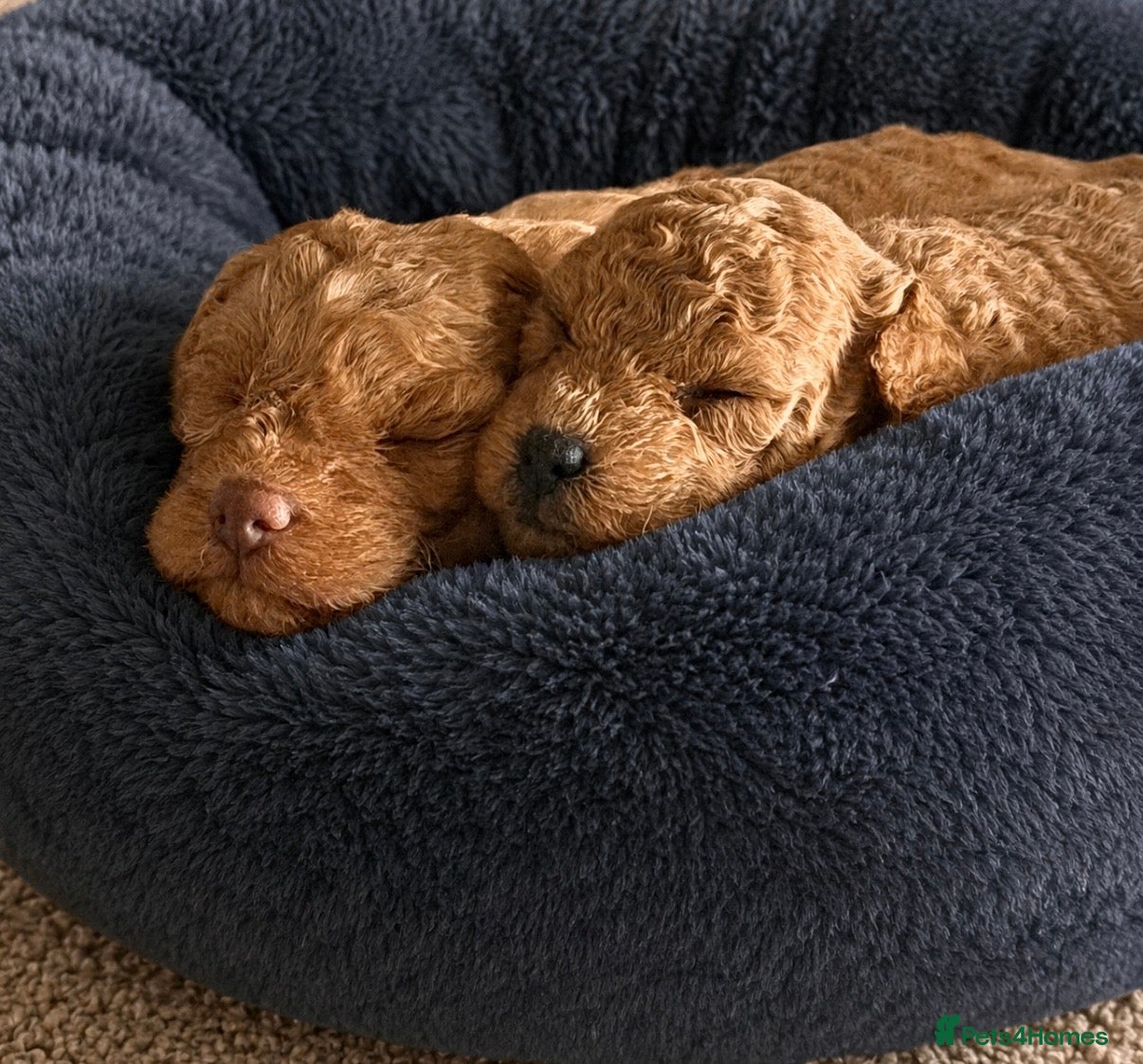 Poochon dogs 🐾 Beautiful Poochon Puppies Cream & Red🐾 - Advert 1
