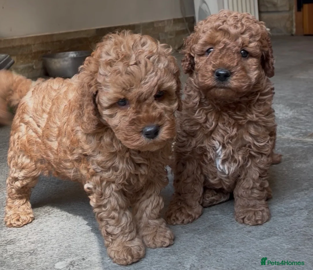Miniature Poodle dogs for sale: 2 beautiful miniature poodle puppies  - Advert 1