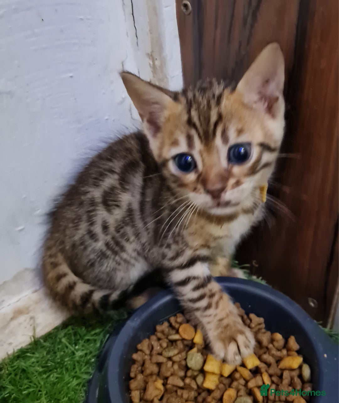 Bengal cats for sale: 6 beautiful bengal kittens ready soon  - Image 7