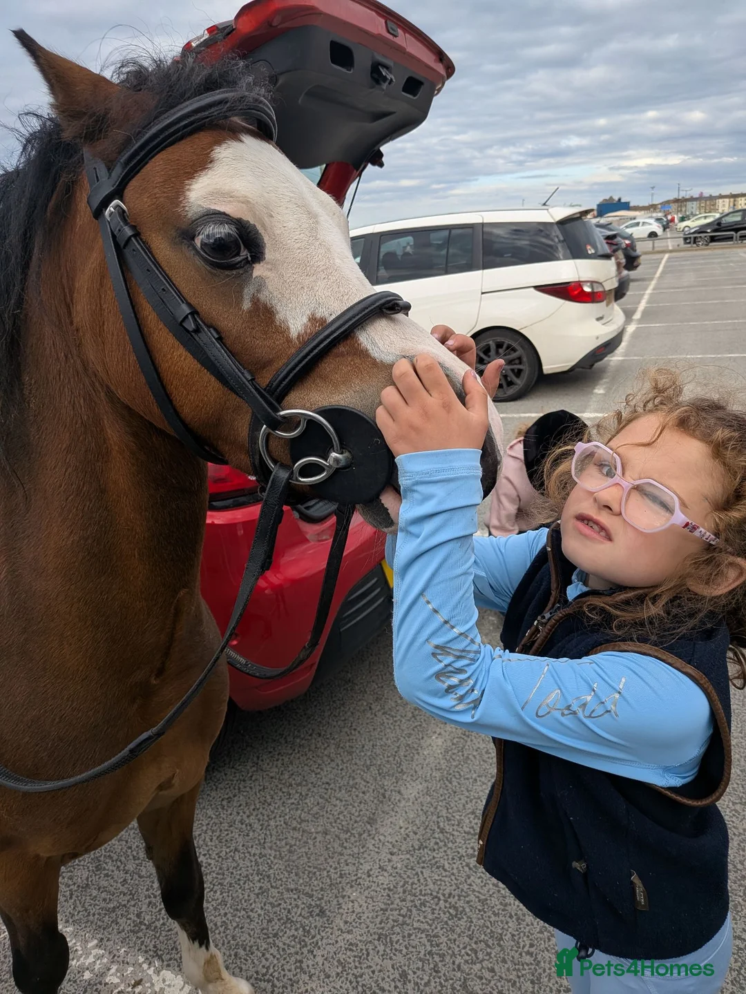 Welsh Section A horses for sale: Sad sale of a great pony  - Advert 2