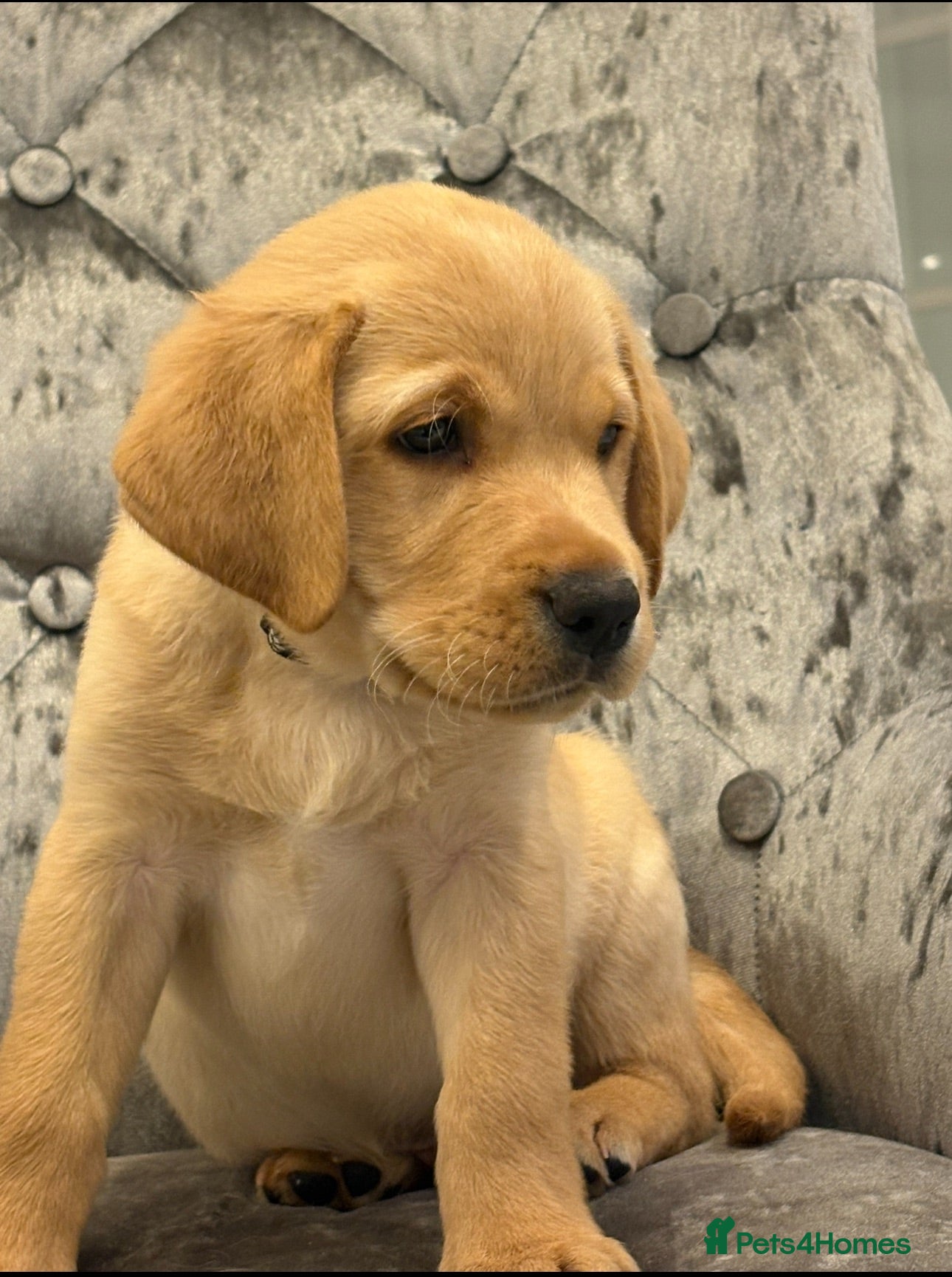 Labrador Retriever dogs Beautiful chunky top quality KC reg Labrador 💛  - Advert 9