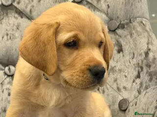 Labrador Retriever dogs Beautiful chunky top quality KC reg Labrador 💛 - Advert 1