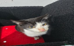 Mixed Breed cats for sale: 2 male kittens £40 for both  - Advert 5