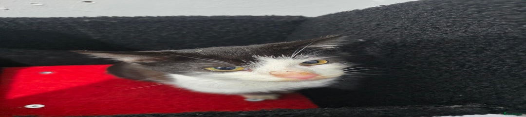 Mixed Breed Kitten 1