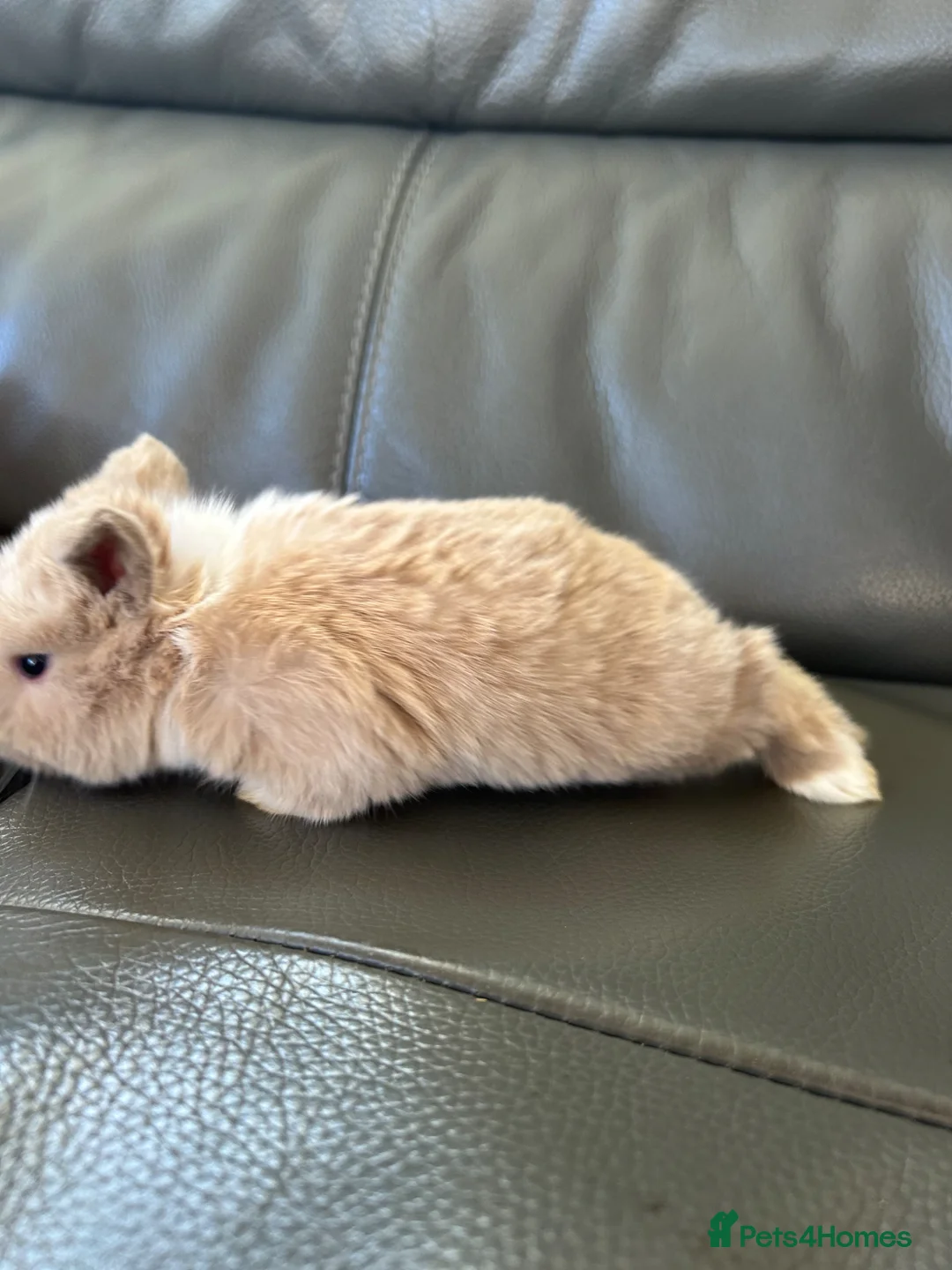 Mini Lop rabbits for sale: Pure Bred Mini Lop Baby Rabbits Born  **  Sunday in Liverpool - Advert 22
