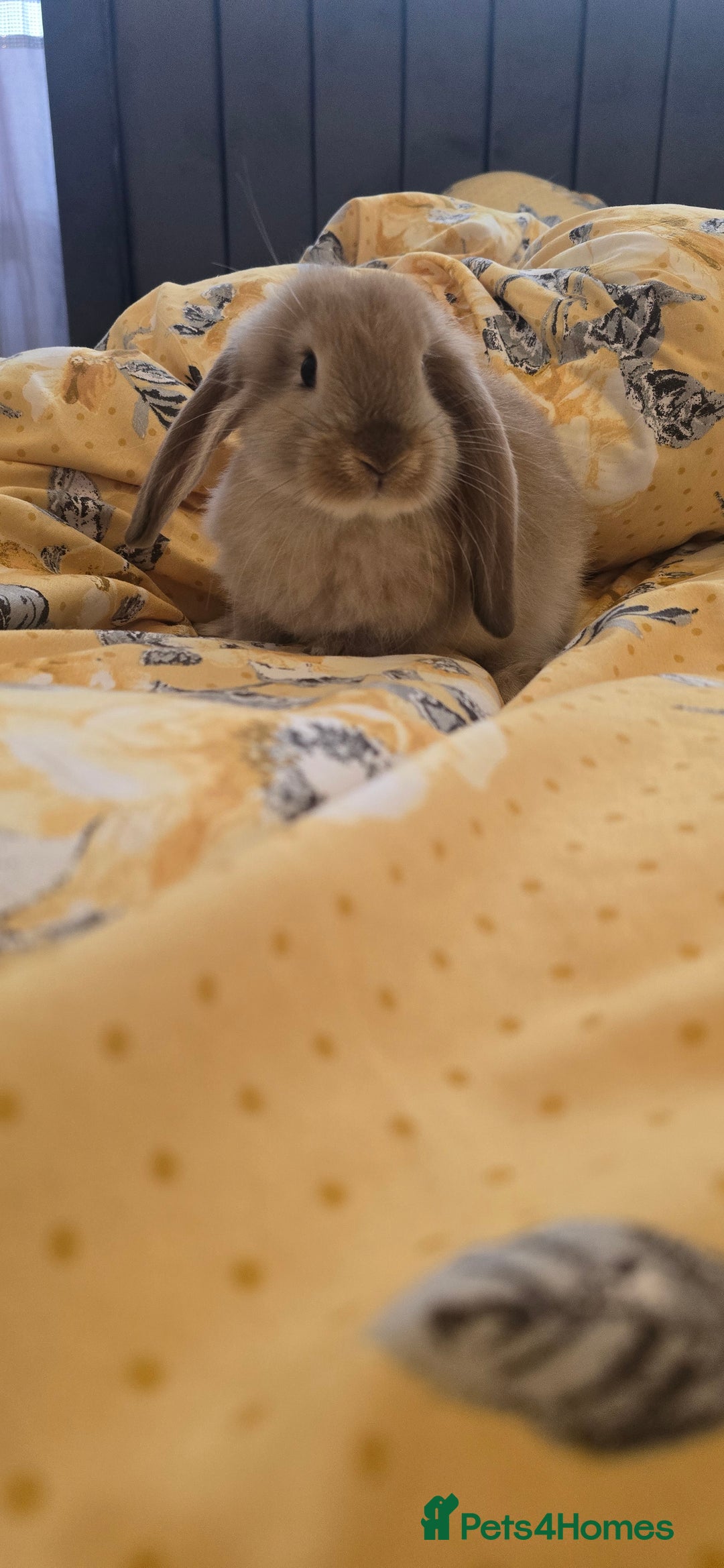 French Lop rabbits for sale: Beautiful French Lop bunnies - Image 32