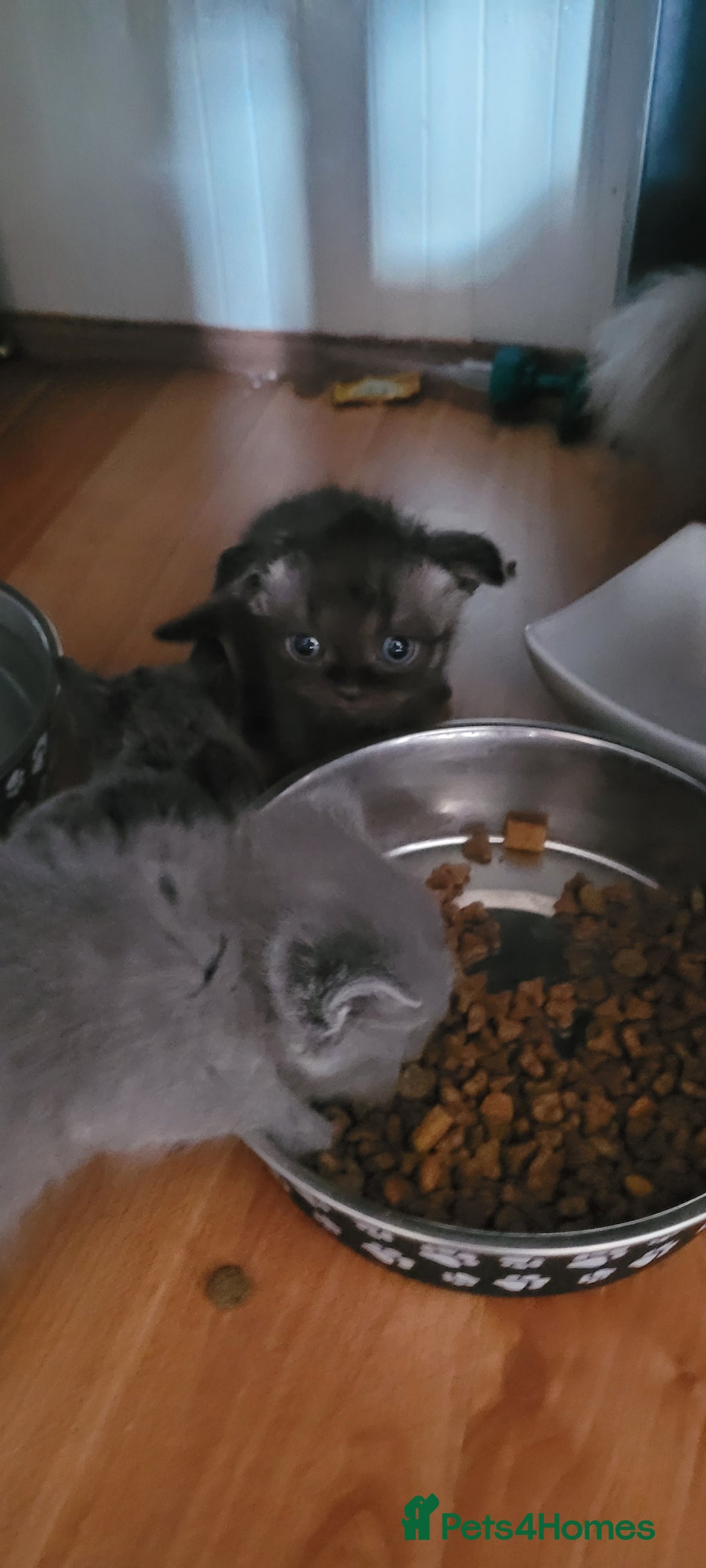 Scottish Fold cats for sale: 4 Scottish Fold kittens with mother - Image 12