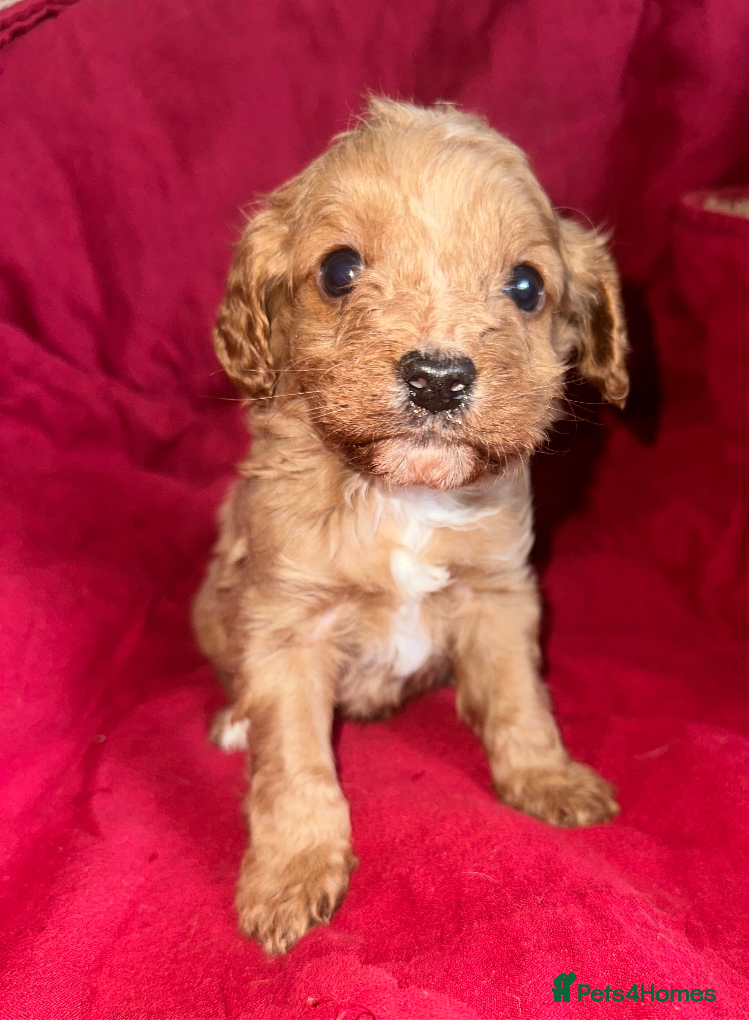 Cavapoo dogs Cavapoo Puppies - Advert 6