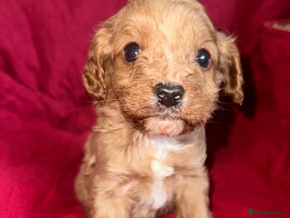 Cavapoo dogs Cavapoo Puppies - Advert 6