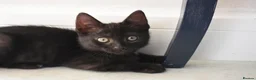 Mixed Breed cats for sale: Two Gorgeous Black Kittens Looking for Loving Home - Advert 2