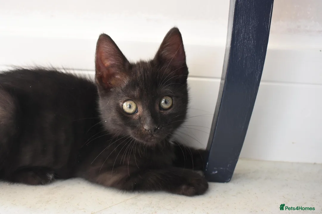 Mixed Breed cats for sale: Two Gorgeous Black Kittens Looking for Loving Home - Advert 2