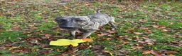 Lurcher dogs for sale: Stunning male Lurcher needs a home!  - Advert 2