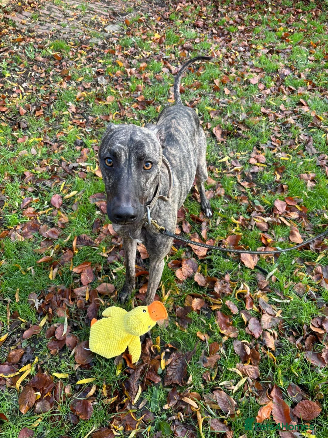 Lurcher dogs for sale: Stunning male Lurcher needs a home!  - Advert 2