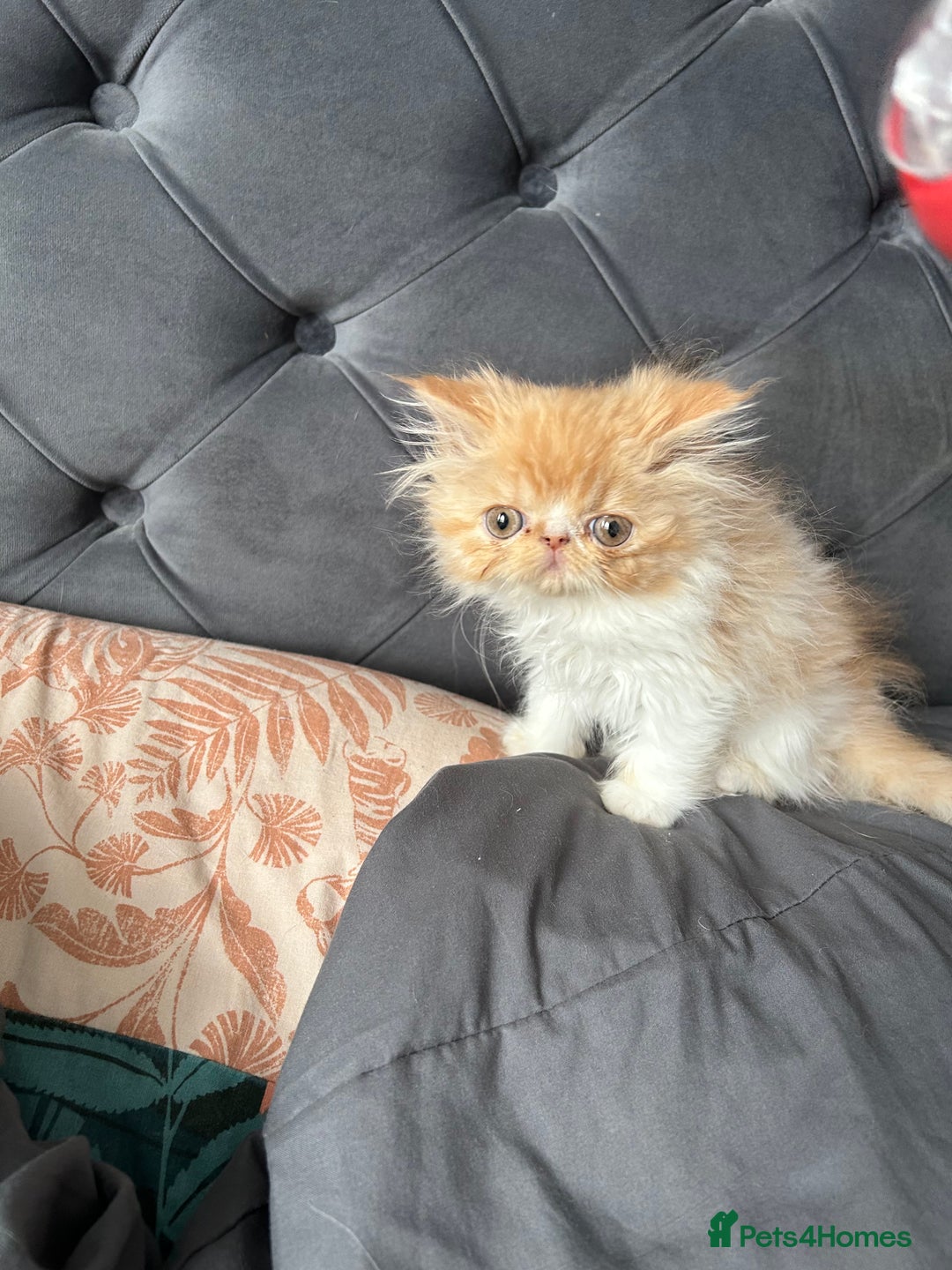 Persian cats for sale: Perfect pure breed Persian kitten 1 left reduced - Image 5