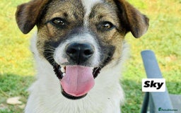 Mixed Breed dogs for adoption: 🐾 Say hello to Sky  - Advert 1