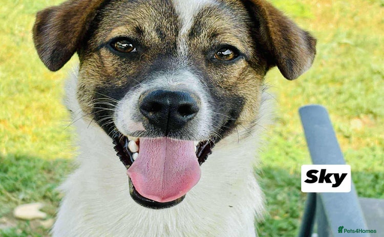 Mixed Breed dogs 🐾 Say hello to Sky  - Advert 13