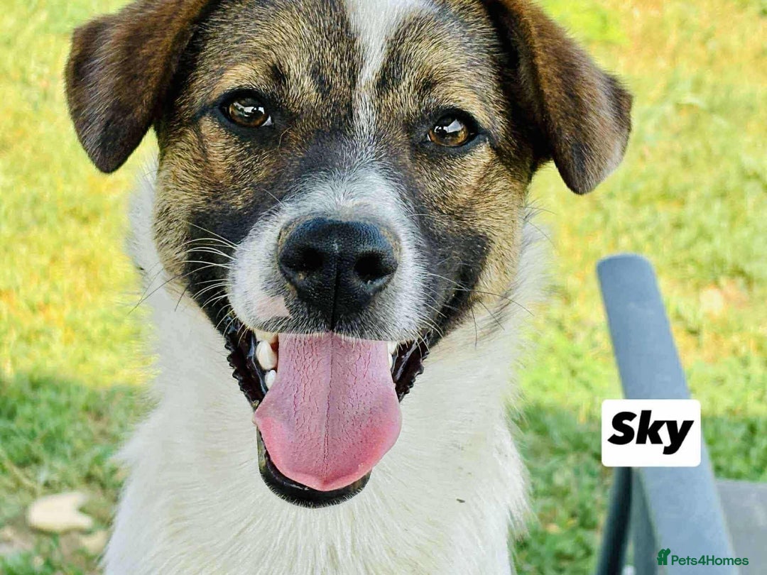 Mixed Breed dogs for adoption: 🐾 Say hello to Sky  - Advert 1