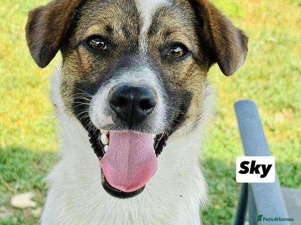 Mixed Breed dogs 🐾 Say hello to Sky - Advert 13