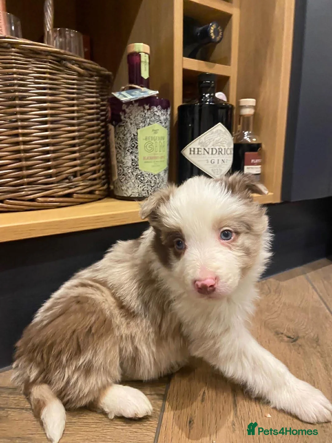 Border Collie dogs for sale: Stunning border collie puppies  - Advert 13