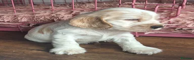 Orange Roan Boy *** SOLD****