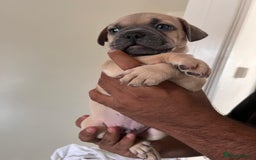 Mixed Breed dogs for sale: English bulldog x French bulldog  - Image 11