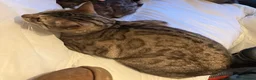 Bengal cats for sale: Minnie - Advert 3