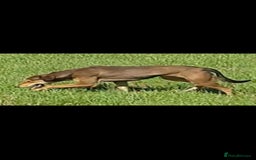 Lurcher dogs for sale: Lurcher puppies for sale.  - Image 2