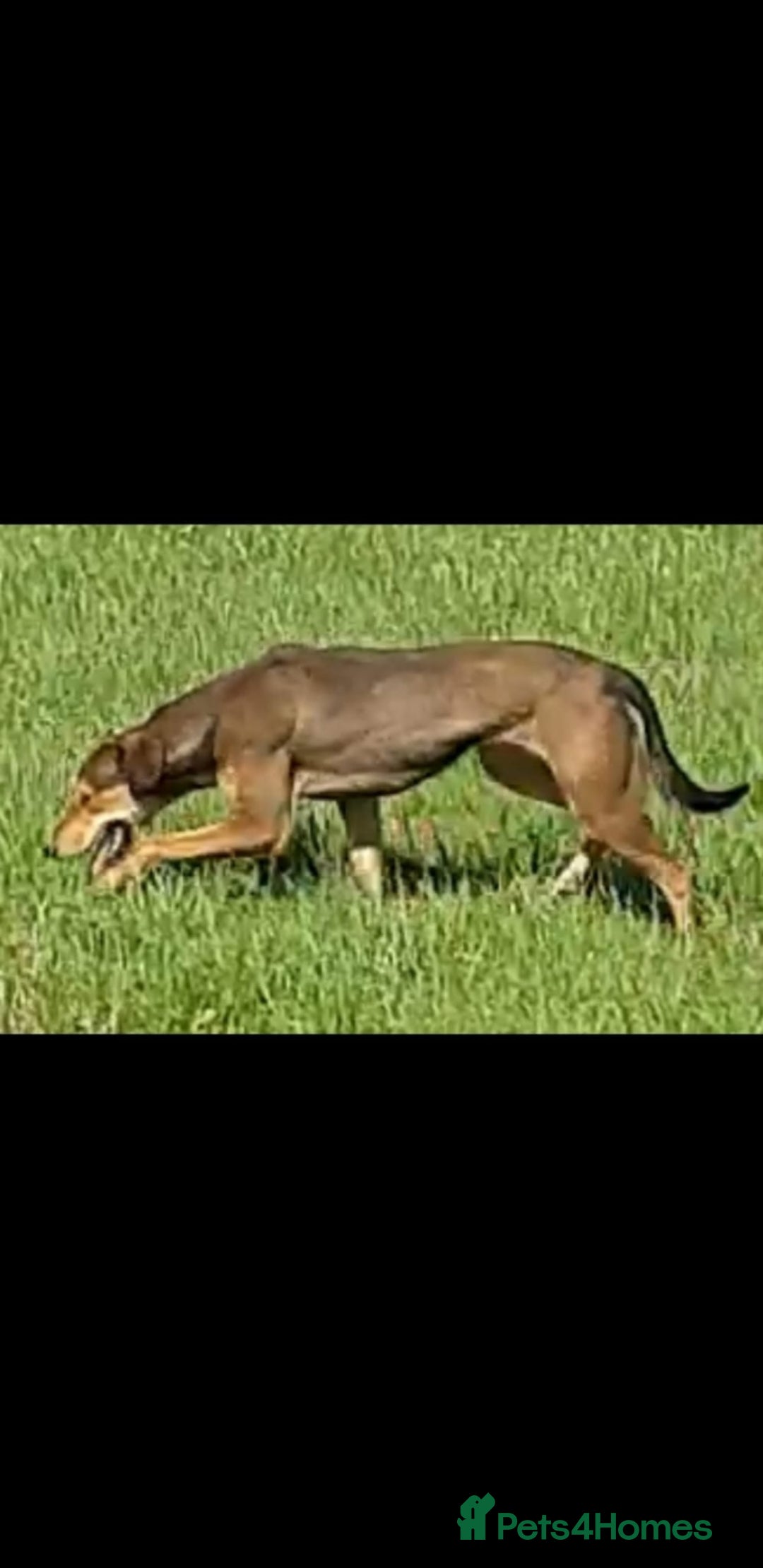 Lurcher dogs for sale: Lurcher puppies for sale.  - Image 2