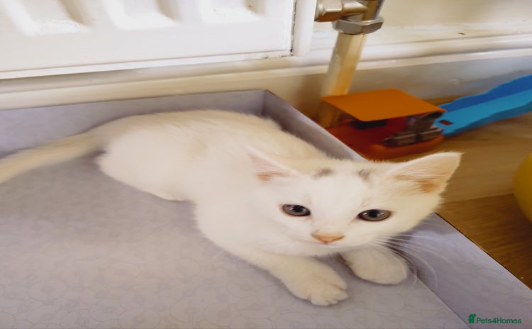 Domestic Shorthair cats - Advert 1