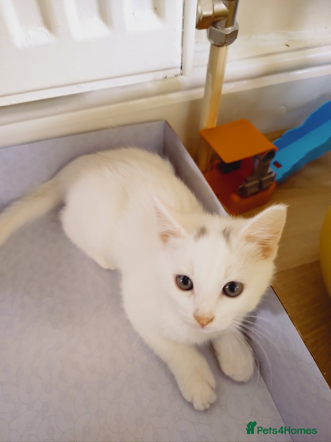 Domestic Shorthair cats for sale: Two female kittens looking for their forever homes - Image 1