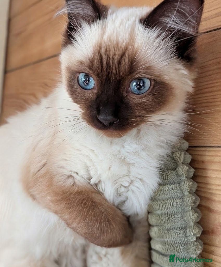 Ragdoll cats One girl left 💖💖💖 - Advert 8