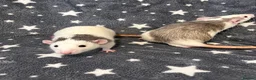 Rat rodents for sale: Older Dumbo Rats 5+months Male and Female  - Advert 6