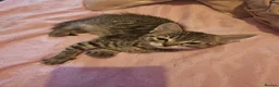 Bengal cats for sale: Girl kittens - Advert 14