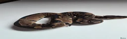 Python Snake reptiles for sale: Leopard het pied ball python in Morpeth - Advert 2