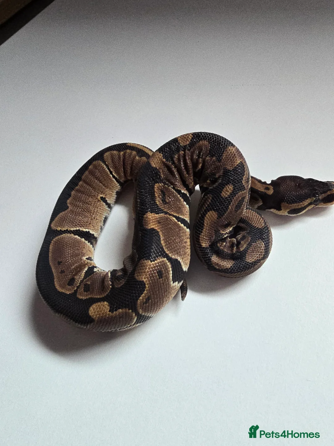 Python Snake reptiles for sale: Leopard het pied ball python in Morpeth - Advert 2