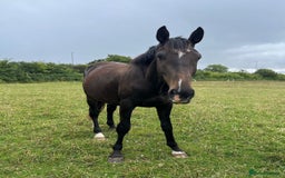 British Warmblood horses for sale: 2 year old Elite warmblood gelding  - Image 3