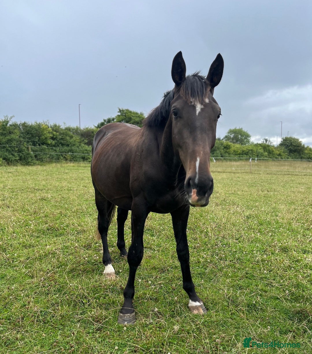 British Warmblood horses for sale: 2 year old Elite warmblood gelding  - Image 3