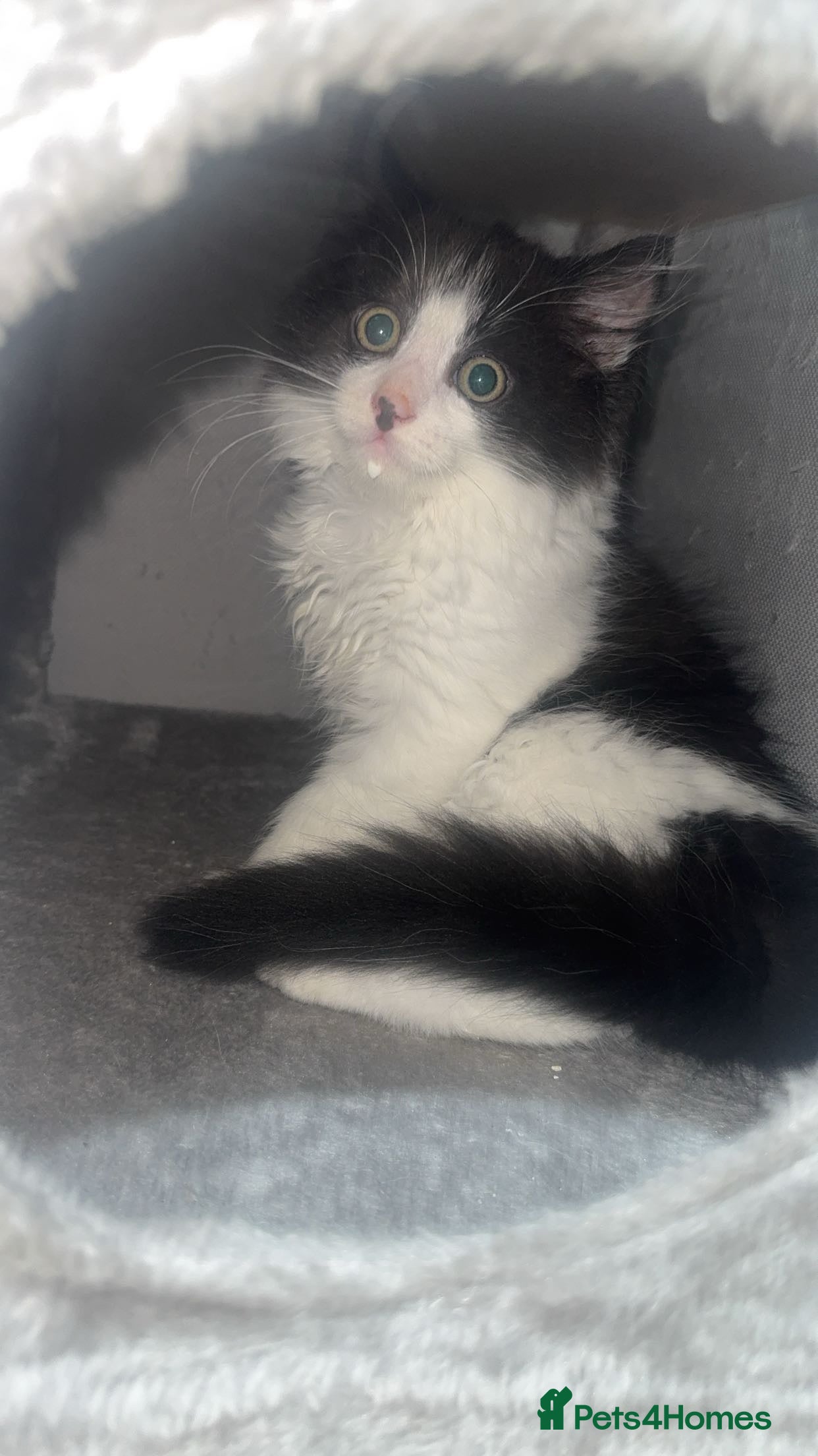 Domestic Shorthair cats for sale: 2 boys and 2 girl kittens - Advert 12
