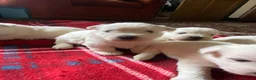 West Highland Terrier dogs for sale: 6 gorgeous puppies for sale  - Advert 3