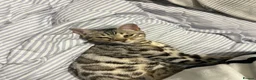 Bengal cats for sale: Silver bengal Nala - Advert 9
