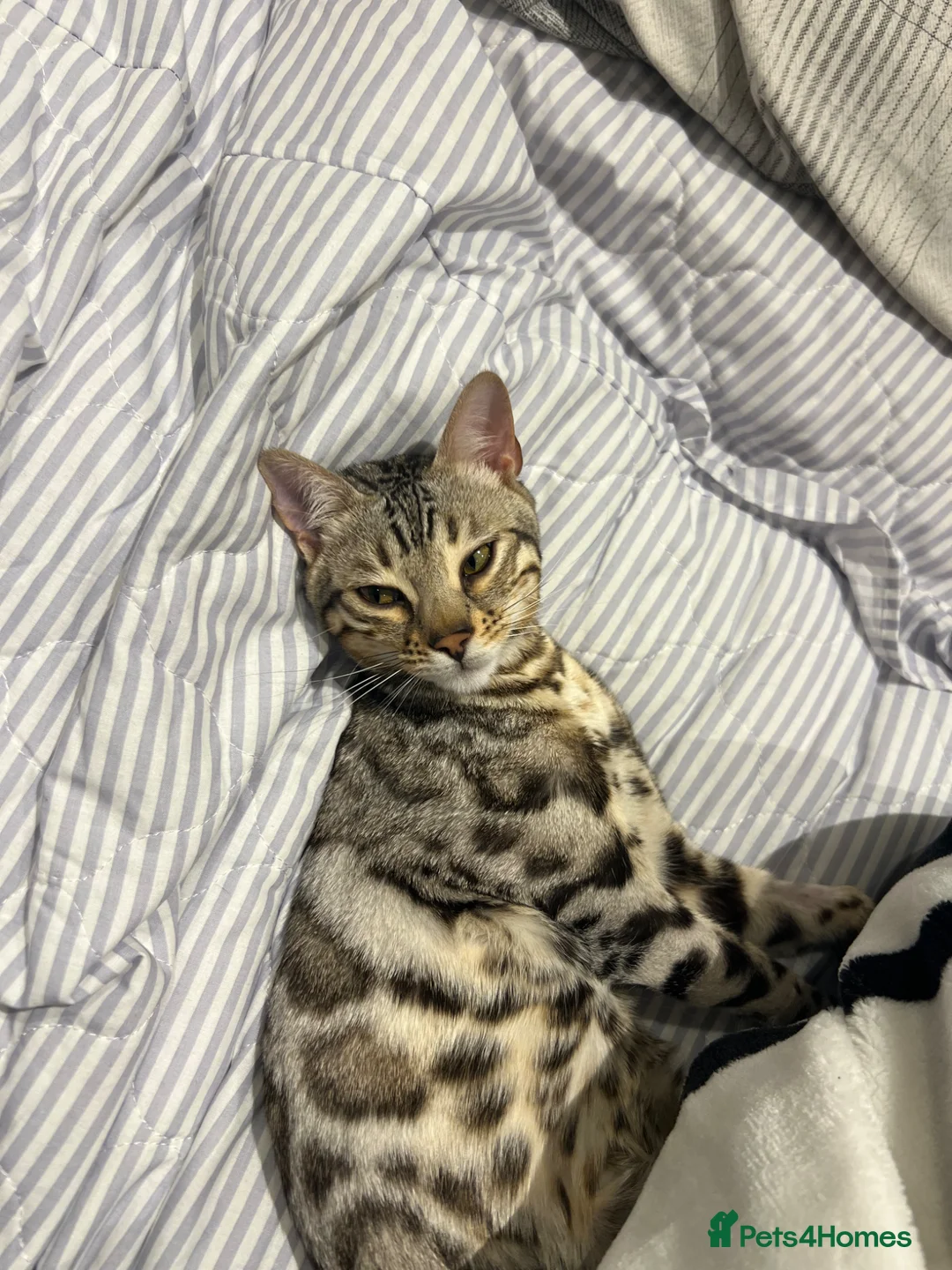 Bengal cats for sale: Silver bengal Nala - Advert 9