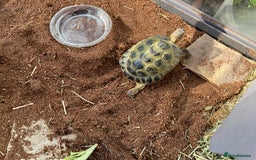 Tortoise reptiles for sale: Horsefield tortoise for sale - Image 4