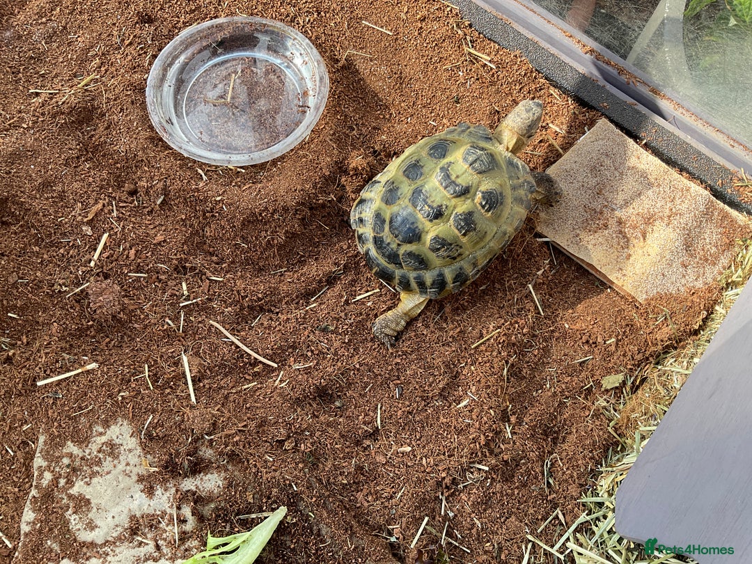 Tortoise reptiles for sale: Horsefield tortoise for sale - Image 4