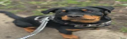 Rottweiler dogs for sale: 7 month old female Rottweiler  in Ripley - Advert 14