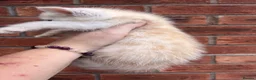 Maine Coon cats for sale: Maine coon x  - Advert 3