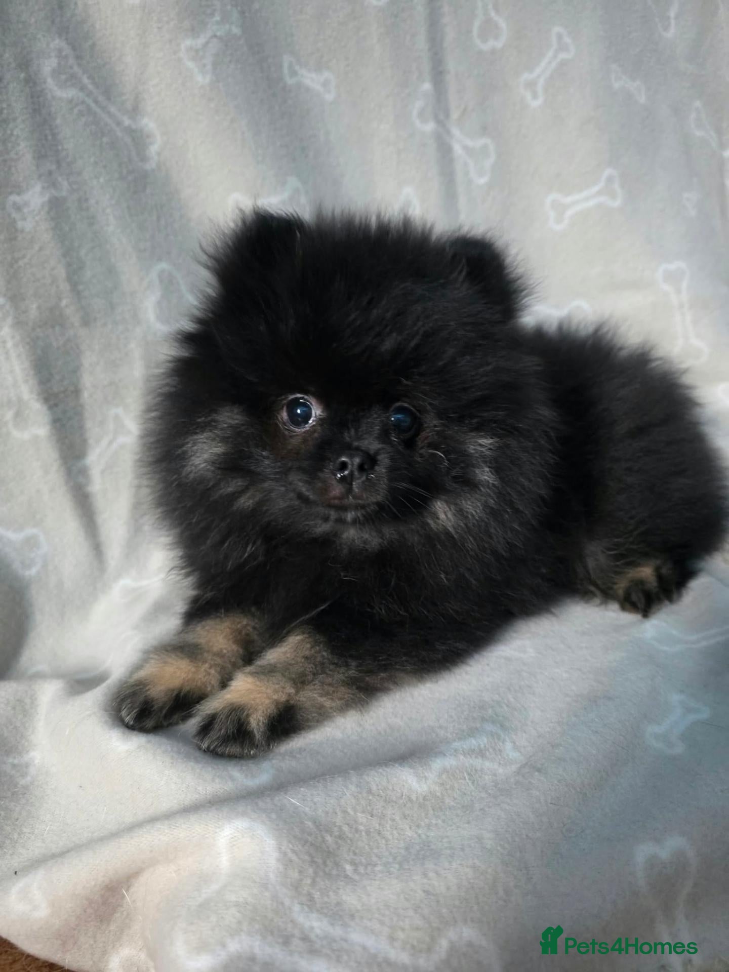 Pomeranian dogs for sale: Beautiful Black Pomeranian looking for Loving Home - Advert 11