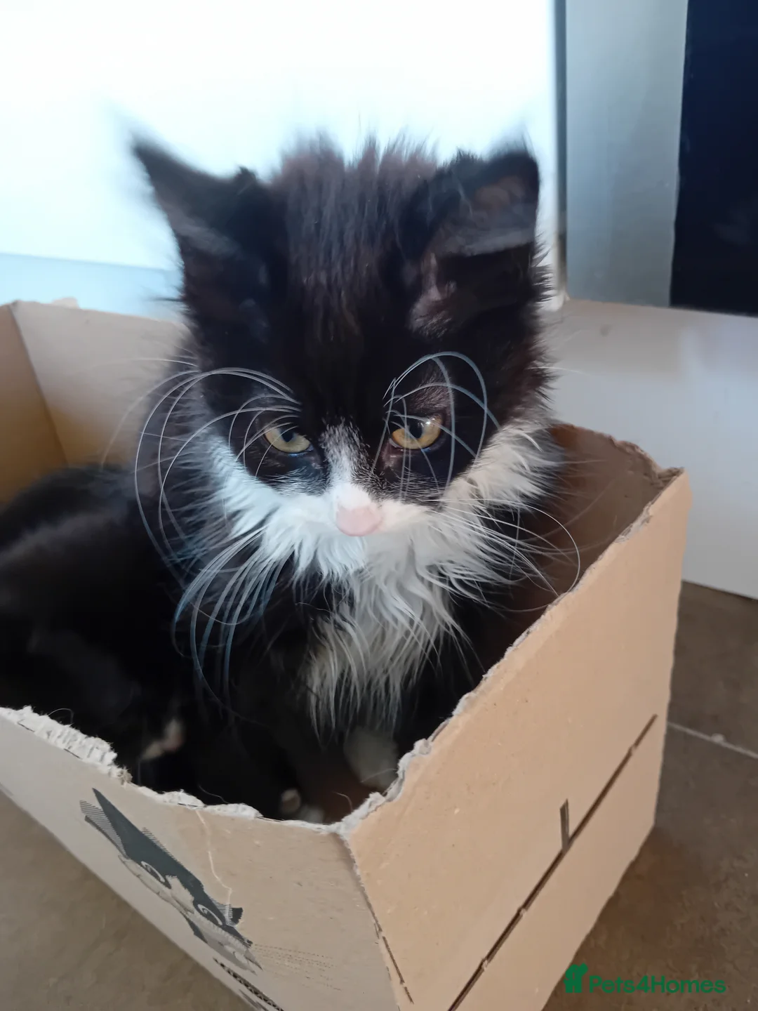 Mixed Breed cats for sale: 1 male fluffy Tuxedo 1 female short haired Tuxedo  in Brighton - Advert 3