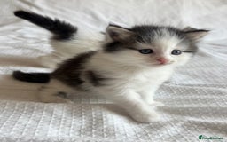 Ragdoll cats for sale: Ragdoll Mix Long-Haired Fluffy Kittens! - Image 2