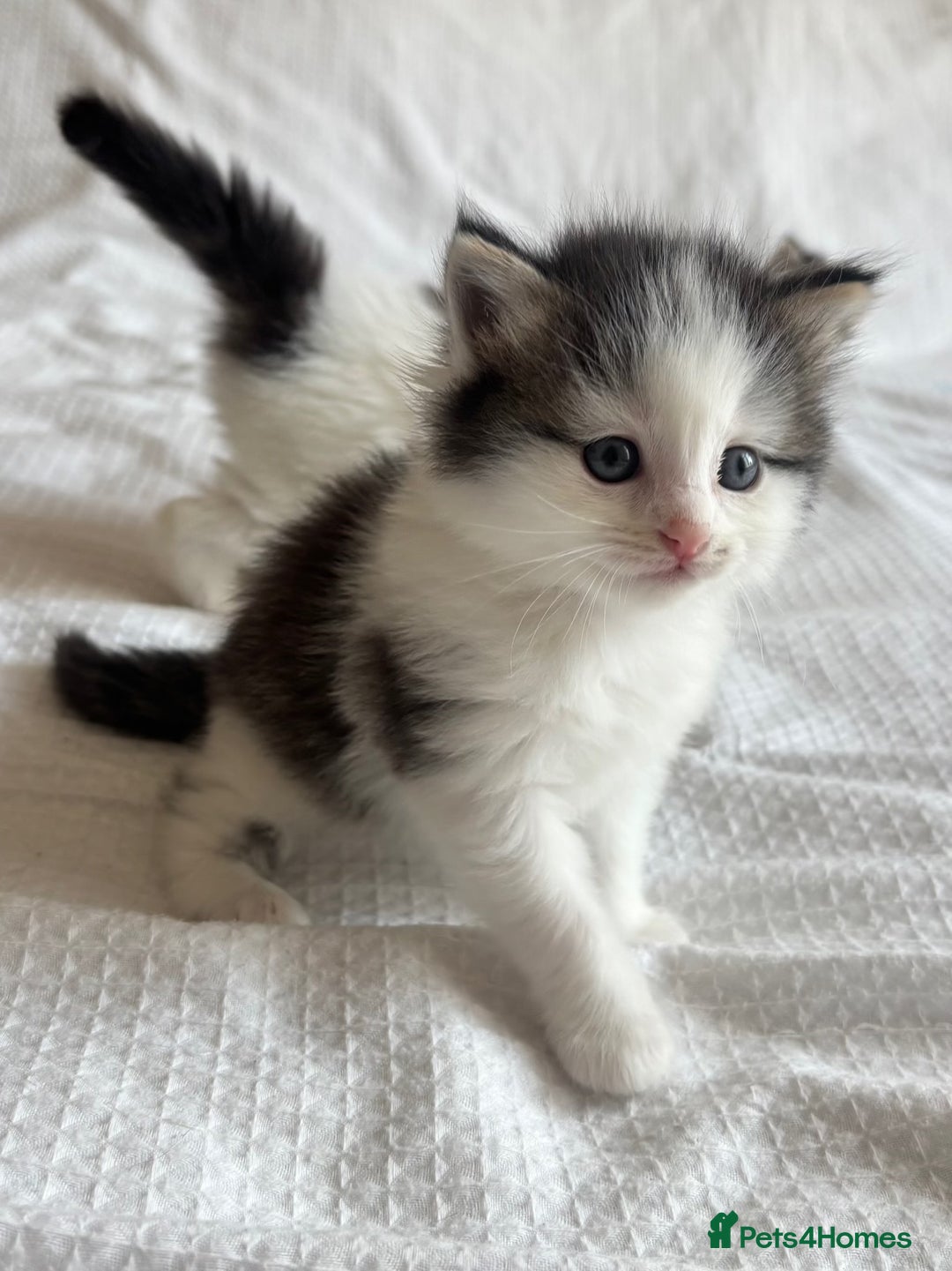 Ragdoll cats for sale: Ragdoll Mix Long-Haired Fluffy Kittens! - Image 2