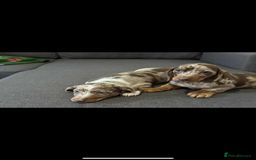 Dachshund dogs for sale: Dachshund - Image 4